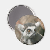 Lemura Magnet (Vorderseite/Rückseite)