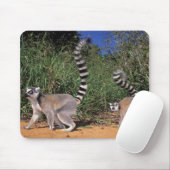 Lemuren (Lemur Catta), Berenty Mousepad (Mit Mouse)