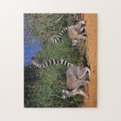 Lemuren (Lemur Catta), Berenty Puzzle (Vertikal)