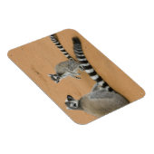 Lemuren, Ringelschwanz, Berenty Magnet (Rechte Seite)