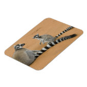 Lemuren, Ringelschwanz, Berenty Magnet (Linke Seite)