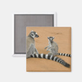 Lemuren, Ringelschwanz, Berenty Magnet (Vorderseite/Rückseite)