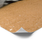 Lemuren, Ringelschwanz, Berenty Poster (Ecke)