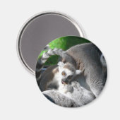 Lemurs Eating Magnet (Vorderseite/Rückseite)