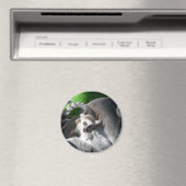 Lemurs Eating Magnet (In Situ (Geschirrspüler))