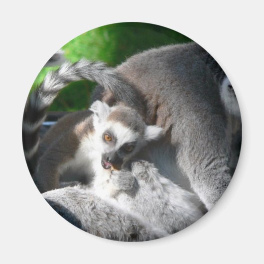 Lemurs Eating Magnet (Vorne)