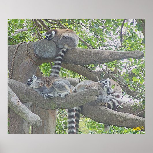 Lemurs Poster (Vorne)