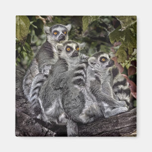 Lemurs Ringtail Magnet