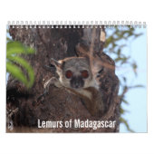Lemurs von Madagaskar-Kalender Kalender (Titelbild)