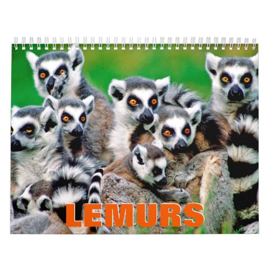 Lemurs Wall Calendar Kalender (Titelbild)