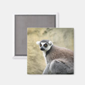 Lemurstarre Magnet (Vorderseite/Rückseite)