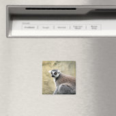 Lemurstarre Magnet (In Situ (Geschirrspüler))