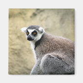 Lemurstarre Magnet (Vorne)