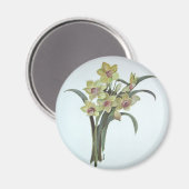 Lent Lily Magnet (Vorderseite/Rückseite)