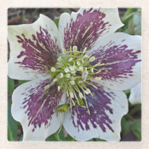 Lenten Rose Hellebor Floral