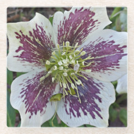 Lenten Rose Hellebor Floral Glasuntersetzer
