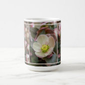 Lenten Rose Nah Kaffeetasse (Mittel)