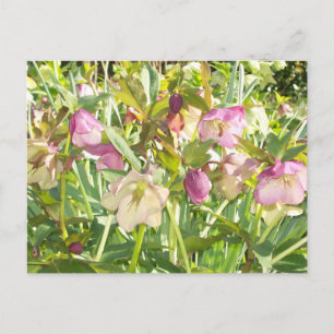 Lenten-Rose Postkarte