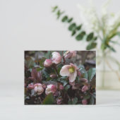 Lenten-Rose Postkarte (Stehend Vorderseite)