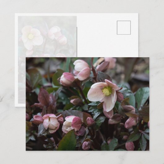Lenten-Rose Postkarte (Vorne/Hinten)