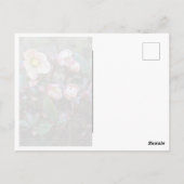 Lenten-Rose Postkarte (Rückseite)