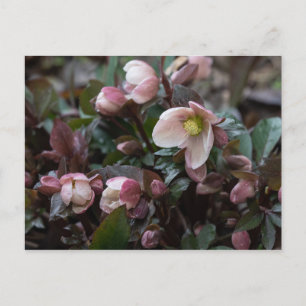 Lenten-Rose Postkarte
