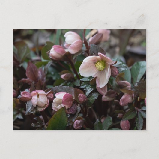 Lenten-Rose Postkarte (Vorderseite)