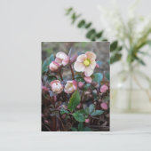 Lenten-Rose Vertikal Postkarte (Stehend Vorderseite)