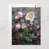 Lenten-Rose Vertikal Postkarte (Vorne/Hinten)