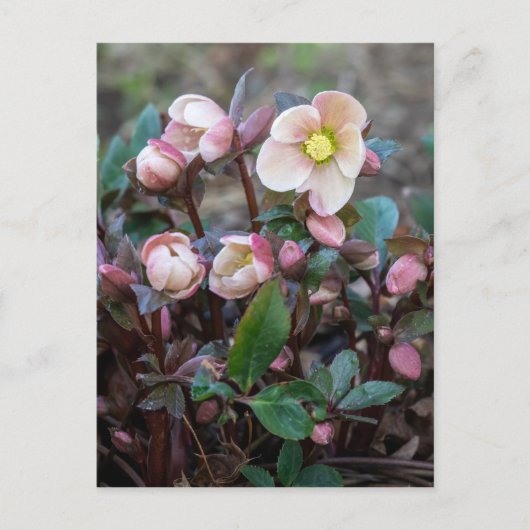 Lenten-Rose Vertikal Postkarte (Vorderseite)