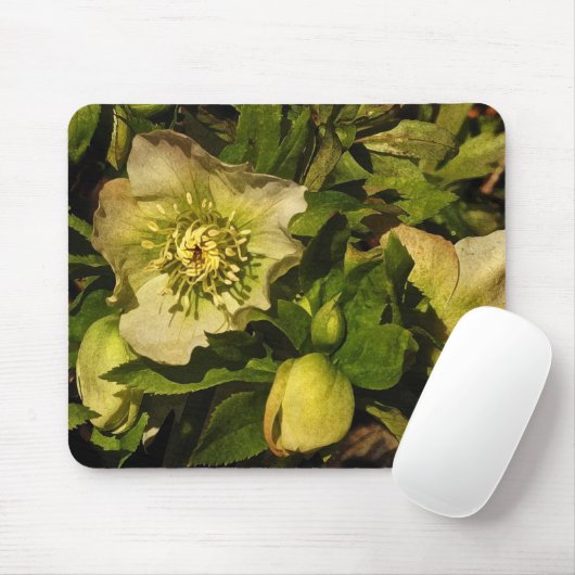 Lenten RoseHellebore Mousepad (Mit Mouse)
