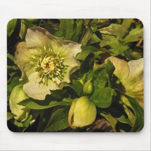 Lenten RoseHellebore Mousepad