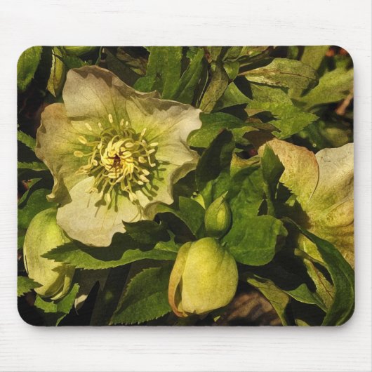 Lenten RoseHellebore Mousepad (Vorne)
