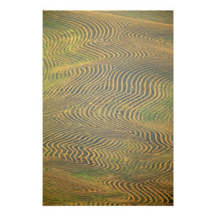 Lentil Erbsen in Windrose und in Erwartung der Ern Fotodruck