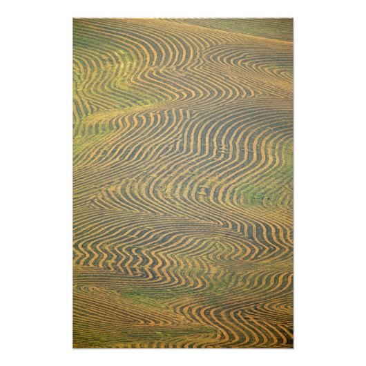 Lentil Erbsen in Windrose und in Erwartung der Ern Fotodruck (Vorne)