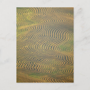 Lentil Erbsen in Windrose und in Erwartung der Ern Postkarte