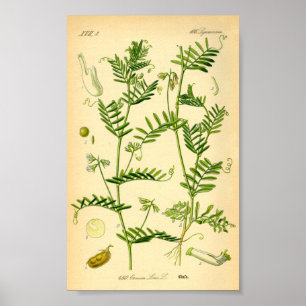Lentil (Lens culinaris) Poster