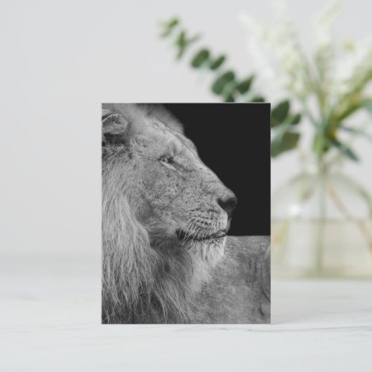 LEO der LION König des Dschungels in Schwarz und W Postkarte (Stehend Vorderseite)