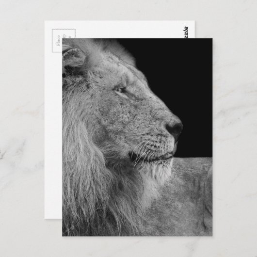 LEO der LION König des Dschungels in Schwarz und W Postkarte (Vorne/Hinten)