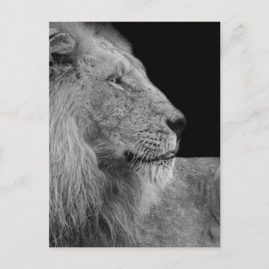 LEO der LION König des Dschungels in Schwarz und W Postkarte (Vorderseite)