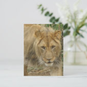 Leo the Lion Postcard Postkarte (Stehend Vorderseite)