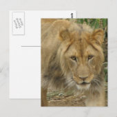 Leo the Lion Postcard Postkarte (Vorne/Hinten)