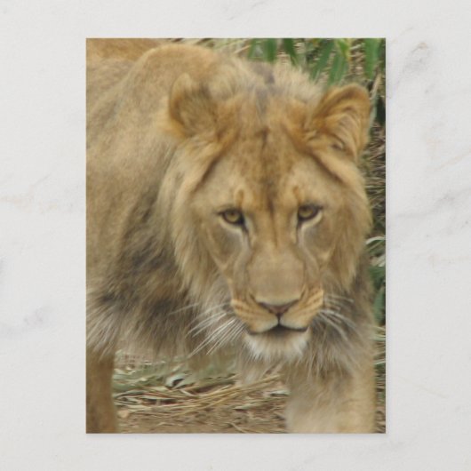 Leo the Lion Postcard Postkarte (Vorderseite)