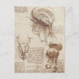 Leonardo da Vinci - Hirnphysiologie Postkarte