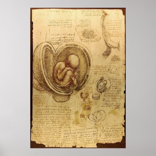 Leonardo Da Vinci - Studie über Anatomie Poster (Vorne)