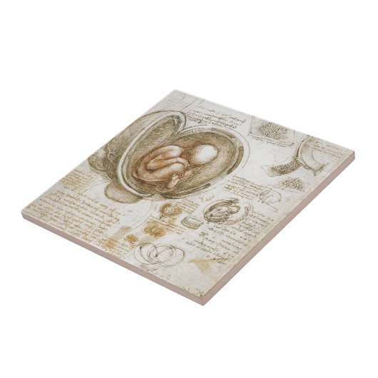 Leonardo da Vinci-Studien des Fötusses in der Fliese (Seite)