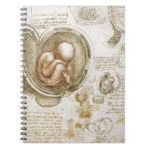 Leonardo da Vinci-Studien des Fötusses in der