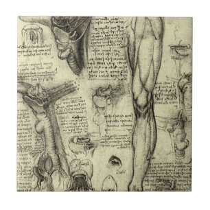 Leonardo da Vinci Vintage menschliche Anatomie Lar Fliese