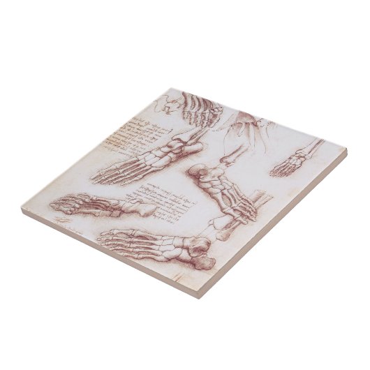 Leonardo da Vincis menschliche Anatomie Fliese (Seite)