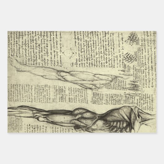 Leonardo da Vincis menschliche Anatomie männliche Geschenkpapier Set (Vorderseite 2)